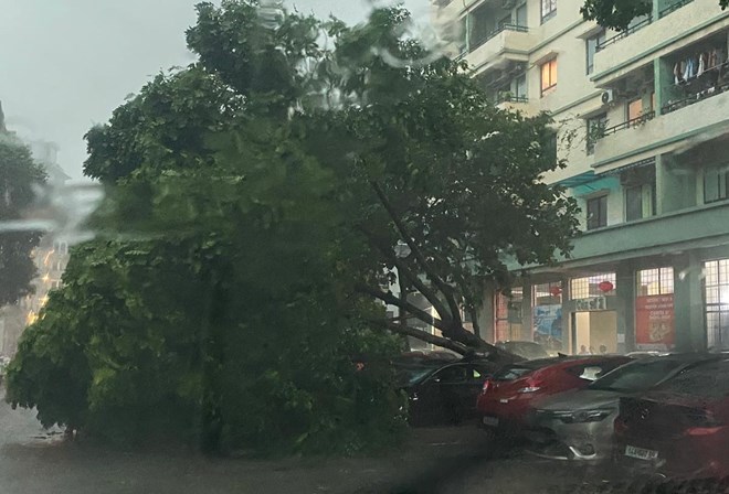 Cây đổ tại TP Hạ Long do ảnh hưởng của bão số 2.
